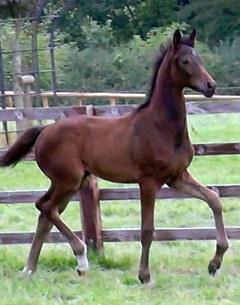 Lotto (by Grand Galaxy Win x Furst Heinrich)
