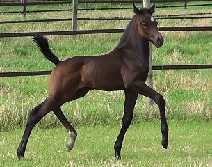 Mac Jack Courtier (by Indoctro x Cartier van de Heffinck)