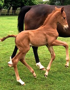 Waverley Valentino (by Vivaldi x Desperados)