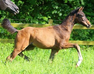 Velvet B (by Vivaldi x Furst Heinrich)
