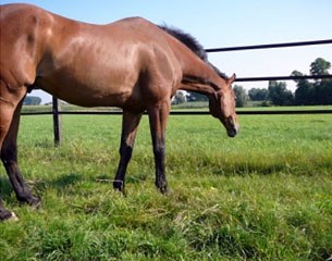 Hippo Safety Fence for happy, healthy horses.  Hippo Safety Fence is easy to install. Hippo Safety Fence for any type of paddock orArena. Rolf- Goran Bengtsson liked the grey version Hippo Safety Fence.