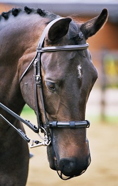 Equilibrium Net Relief Muzzle