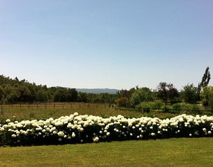 Spacious paddocks with lush grass