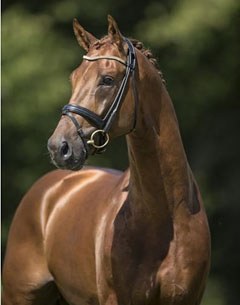 Don Juan de Hus (by Jazz x Krack C x Damiro)