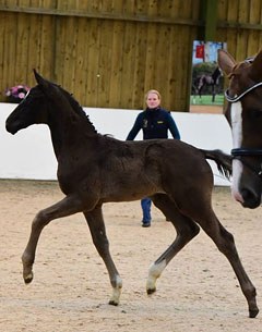 MSJ Finest Hour at latest Mount St John Show purchased by Charlotte Dujardin