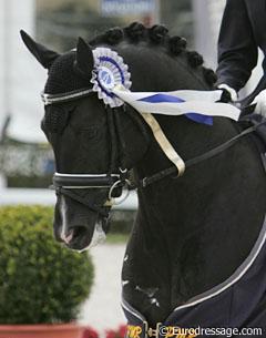 The Weser Ems licensed pony stallion Rembrandt (by Renoir)