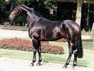 Don Bedo, Champion of the 1998 Westfalian Stallion Licensing