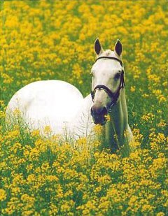 KWPN breeding stallion Uniform