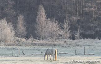 Winter wonderland