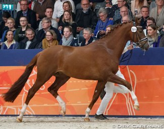 Knock Out (by Ebony x Dreamcatcher) at the 2018 KWPN Licensing :: Photo © Dirk Caremans