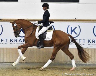 Grevens Fakino is the 2018 Danish Warmblood Mare Champion :: Photo © Ridehesten