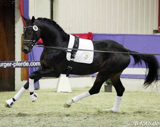 Fiderdance x Sandro Hit at the 2018 Oldenburg stallion licensing pre-selection :: Photo © LL-foto
