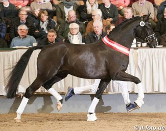 Danciero (by Dancier x Floriscount), Champion of the 2018 Westfalian Stallion Licensing :: Photo © LL-foto