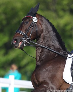 Dressage horse resisting :: Photo © Astrid Appels