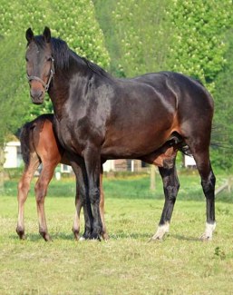 O.Esther (by Jazz x Ulft x Amor)