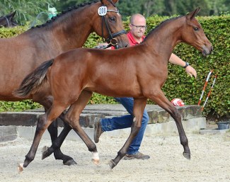 Ta Vita der Steenakker (by For Ferrero x Lord Sinclair), 2019 BWP Filly Champion :: Photo © Fotoroyal.be