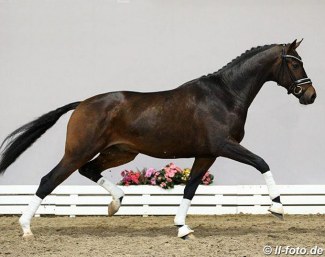 Ibizkus Byager (by Ibiza x Hotline) at the 2019 Oldenburg Stallion Pre-Selection :: Photo © LL-foto