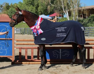 Koning DC, winner of the 2019 North American Stallion Sport Test :: Photo © Patty Wilding