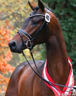 Dynamic Dream (by Dream Boy x Sir Donnerhall), champion of the 2019 Westfalian Stallion Licensing :: Photo © LL-foto
