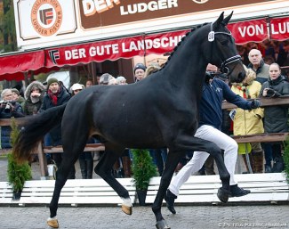Foundation x San Amour at the 2019 Oldenburg Stallion Licensing, the typical meat and fries stand in the background :: Photo © Petra Kerschbaum