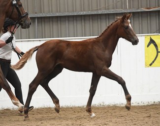 Bella Donna (by Belissimo M x Del Piero x Lemon Park)