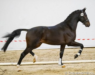 Mamorkus (by Ferdinand x Jazz) :: Photo © Digishots