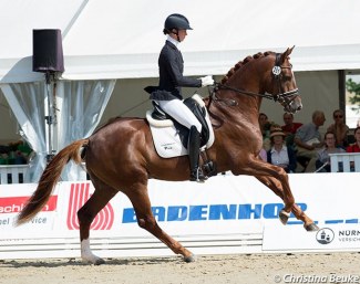 Damaschino, High Scorer of the 50-day Stallion Performance Test in Schlieckau :: Photo © Christina Beuke