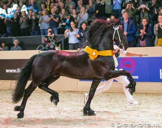 Matthys 504, Champion of the 2020 Friesian Stallion Licensing :: Photo © Digishots