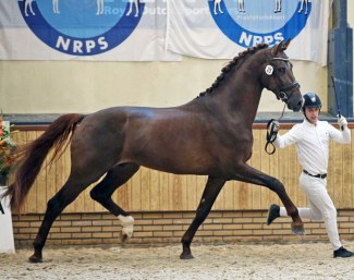 Licor (by Vivaldi x Charmeur) :: Photo © Sandra Nieuwendijk