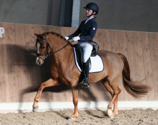 Lindenburgs Finn (by Cadlanvalley Goldstar x Mini Hoeve's Resy)