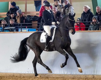 Fortnite (by For Romance x Don Schufro), champion of the 2020 Swedish Warmblood Stallion Testing :: Photo © Ronald Thunholm