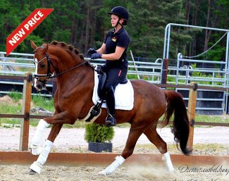 Napoleon (by Nancho's Naseweis x Churchill)