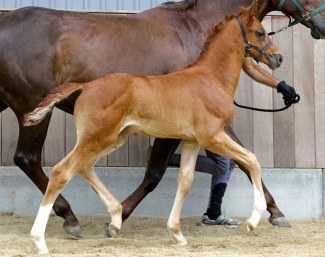 Dodge G (by Hesselhøj Donkey Boy x Belissimo M x Wolkentanz II)