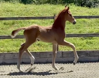 Waverley Matisse (by Morricone x Sandro Hit)