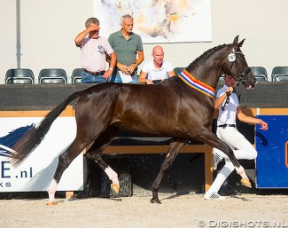 Kiss Me Set is the 2018 KWPN Mare Champion :: Photo © Digishots