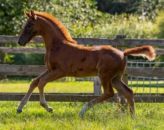 Armada Vegas (by Vitalis x Don Frederico x Donnerhall)