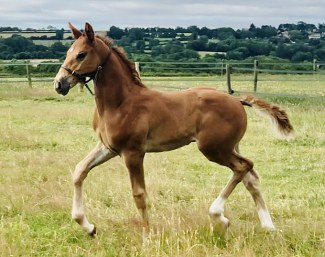 Hanoverian Colt by Danone I x Breitling W x Florestan
