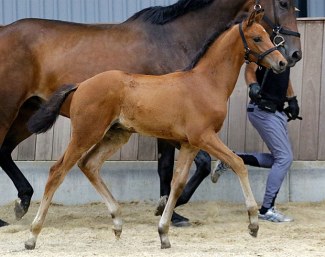 Faustino G (by Blue Hors Farrell x Sezuan)