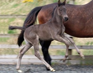 Lady Fleur Caledonia (by Lord Leatherdale x Uthopia)