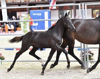 Kankaline de Ticop (OC, by Danciano x Soliman) :: Photo © Les Garennes