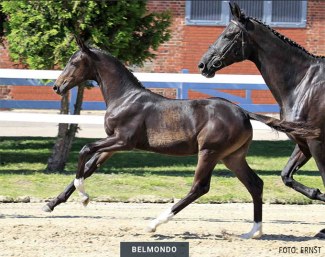 Belmondo (by Bon Voyage x Sandro Hit) :: Photo © Ernst