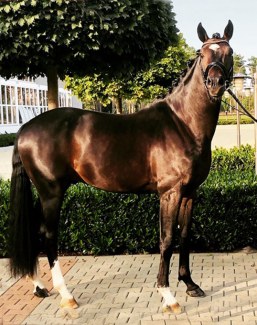 Amazing (by Arango x Sunny-Boy)