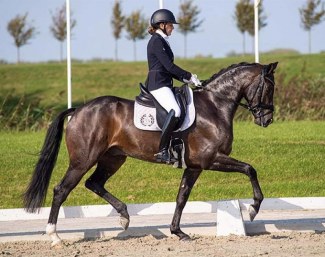 Kingston (by Apache x Diamond Hit) - clear talent for Grand Prix