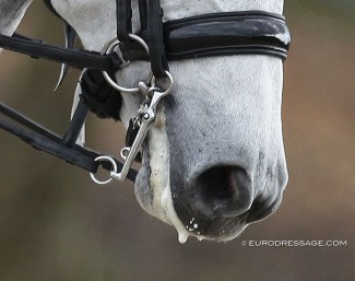 Trimmed whiskers will no longer be allowed at FEI competitions as of 2021 :: Photo © Astrid Appels