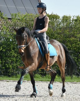 Campino (by Champion de Luxe x Black Boy)