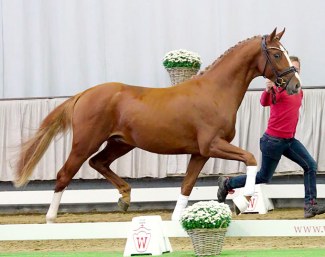 Sirius, 3-year old Westfalian licensed stallion by Sezuan x De Niro