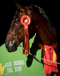 Atrevido Mango achieved the Triple Crown at the 2017 SICAB, the World PRE Breeding Championships in Seville :: Photo © Lily Forado