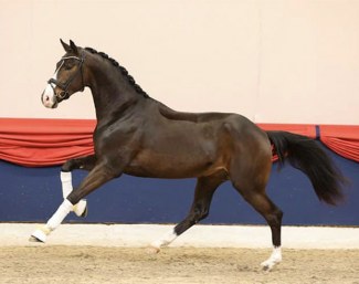 The KWPN bred Nelson MH (by Foundation x Wynton x Flemmingh), presented by Gestut Bonhomme at the saddle licensing. 