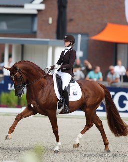 KWPN proclaimed Independent Little Me the Gelderlander Horse of the Year 2020. This KWPN registered stallion is by the Danish warmblood registered and Hanoverian bred UNO Don Diego (by Dressage Royal x Falkland) out star preferent Dutch warmblood mare Wendela (by San Remo x Glendale x Nepal x Millers Grey xx)  - KWPN named him a "Gelderlander" based on type and not bloodline:: Photo © Astrid Appels