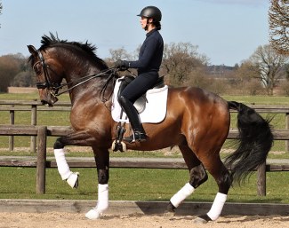 Carlos (by Blue Hors Romanov x Blue Hors Cavan)